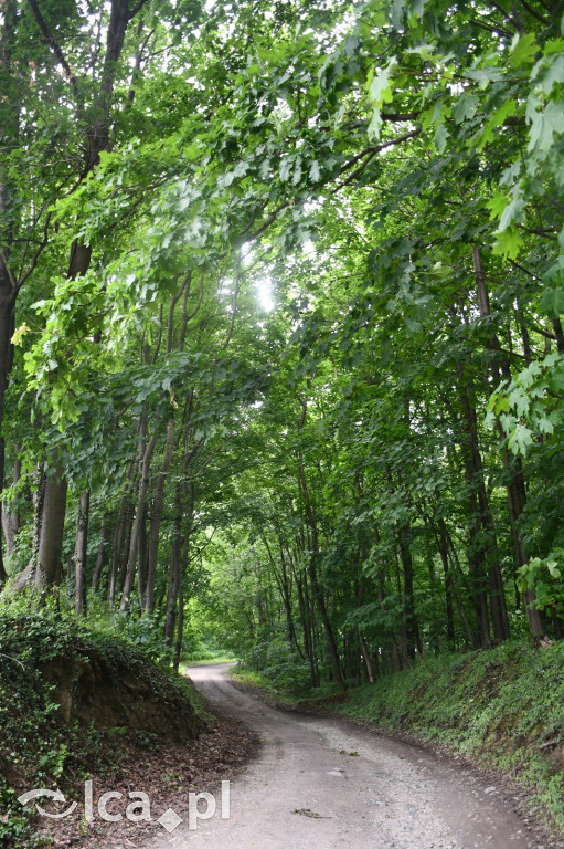  Parku Krajobrazowego Chełmy - Wąwóz Myśliborski