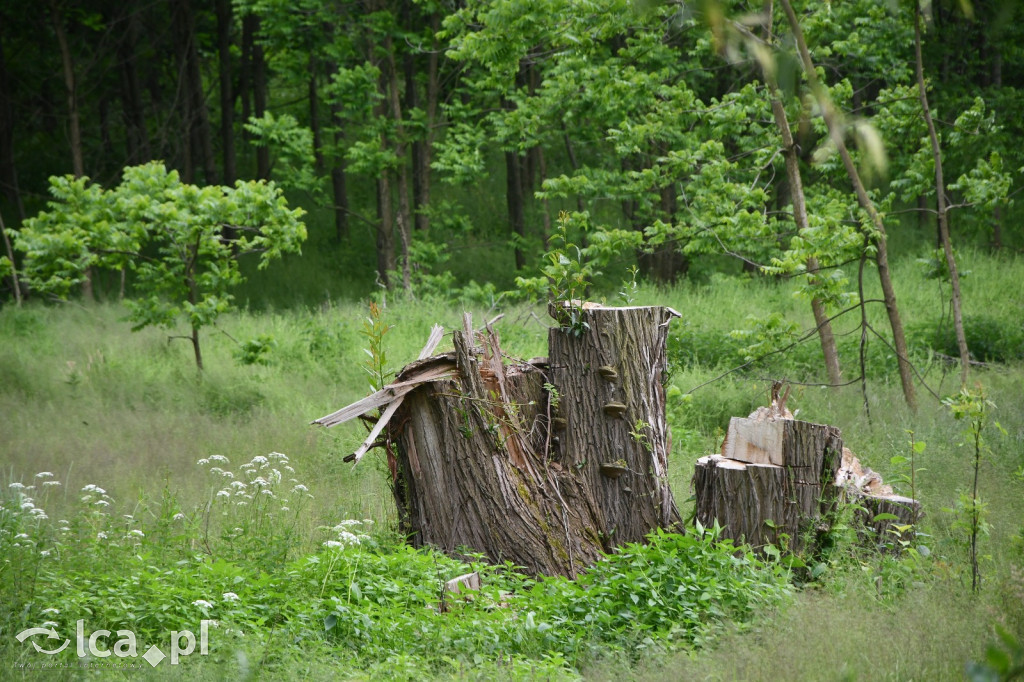  Parku Krajobrazowego Chełmy - Wąwóz Myśliborski