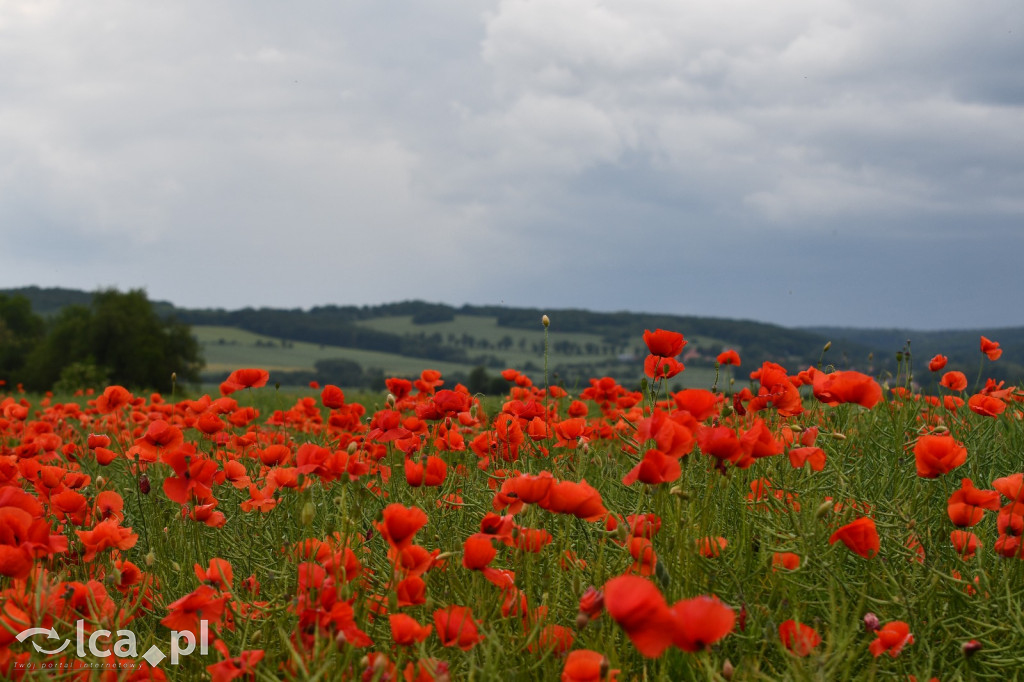  Parku Krajobrazowego Chełmy - Wąwóz Myśliborski