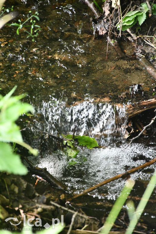  Parku Krajobrazowego Chełmy - Wąwóz Myśliborski