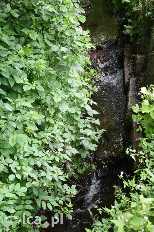  Parku Krajobrazowego Chełmy - Wąwóz Myśliborski
