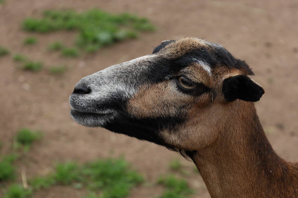 ZOO Łączna – niezwykły świat zwierząt w obiektywie