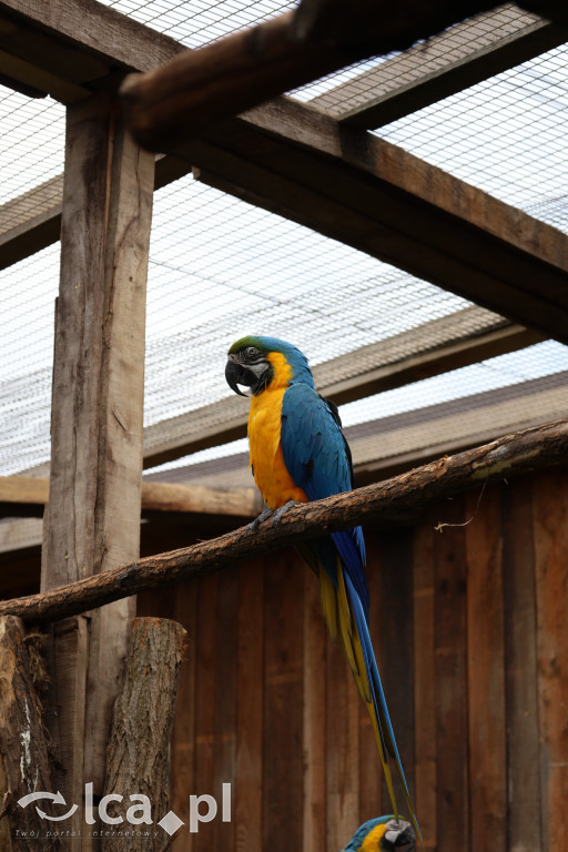ZOO Łączna – niezwykły świat zwierząt w obiektywie