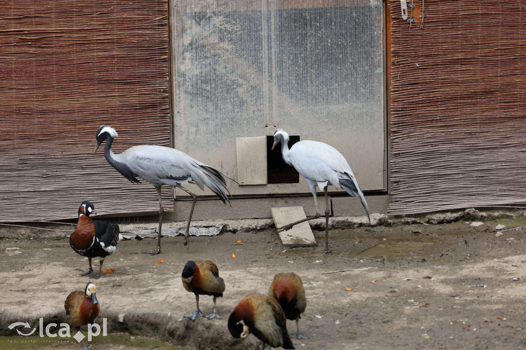 ZOO Łączna – niezwykły świat zwierząt w obiektywie