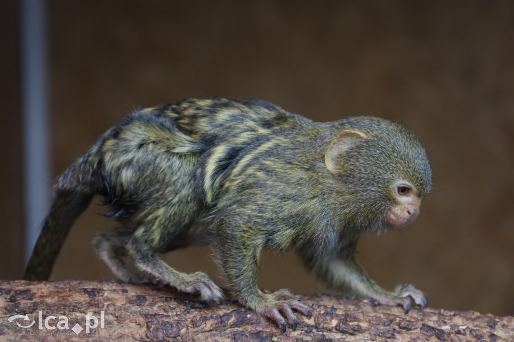 ZOO Łączna – niezwykły świat zwierząt w obiektywie