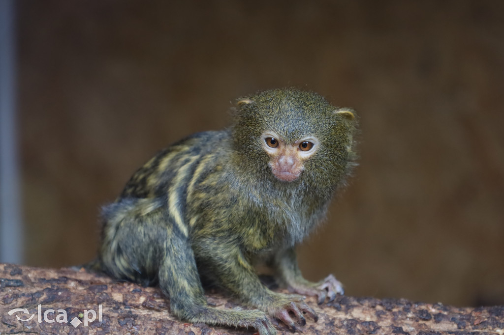 ZOO Łączna – niezwykły świat zwierząt w obiektywie