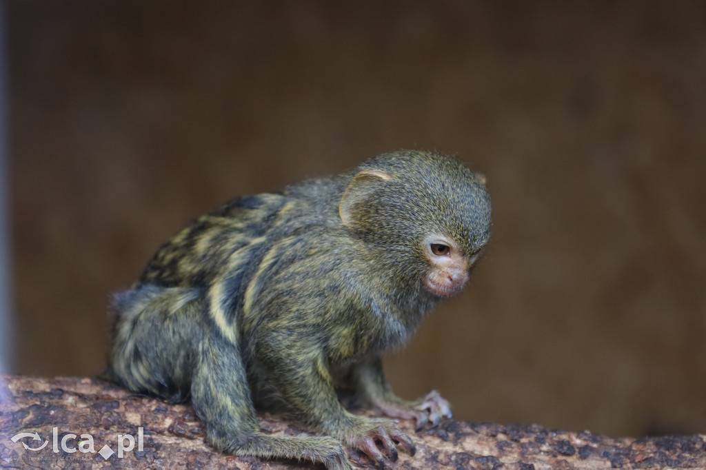 ZOO Łączna – niezwykły świat zwierząt w obiektywie