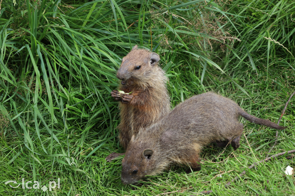 ZOO Łączna – niezwykły świat zwierząt w obiektywie