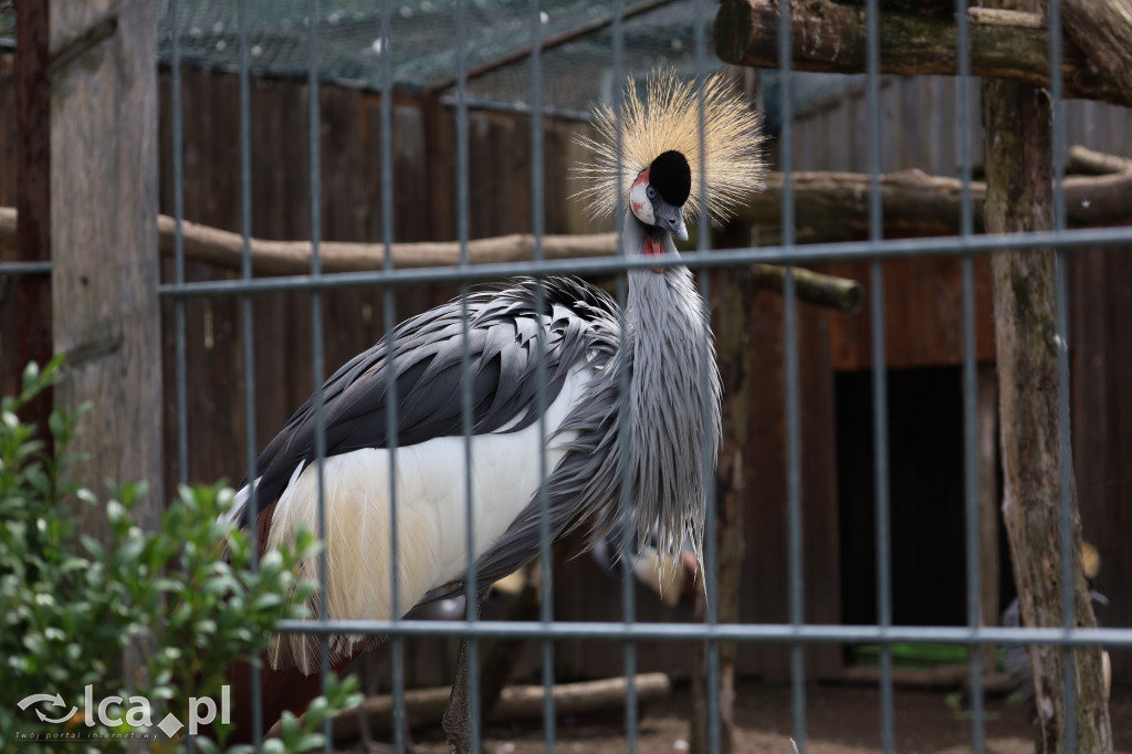 ZOO Łączna – niezwykły świat zwierząt w obiektywie