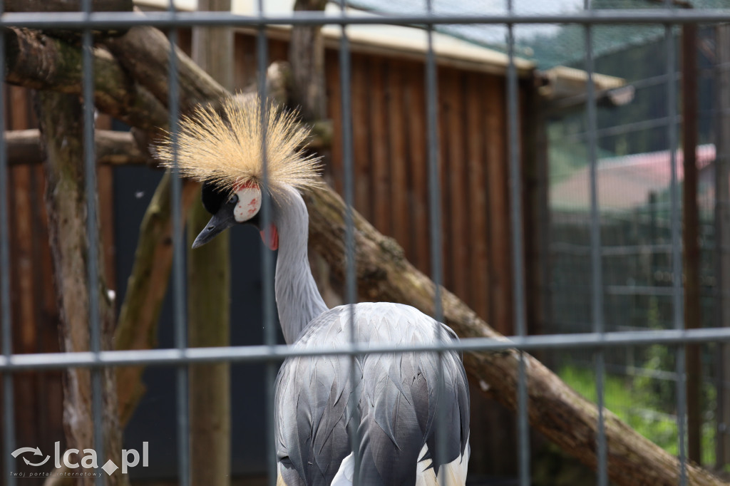 ZOO Łączna – niezwykły świat zwierząt w obiektywie