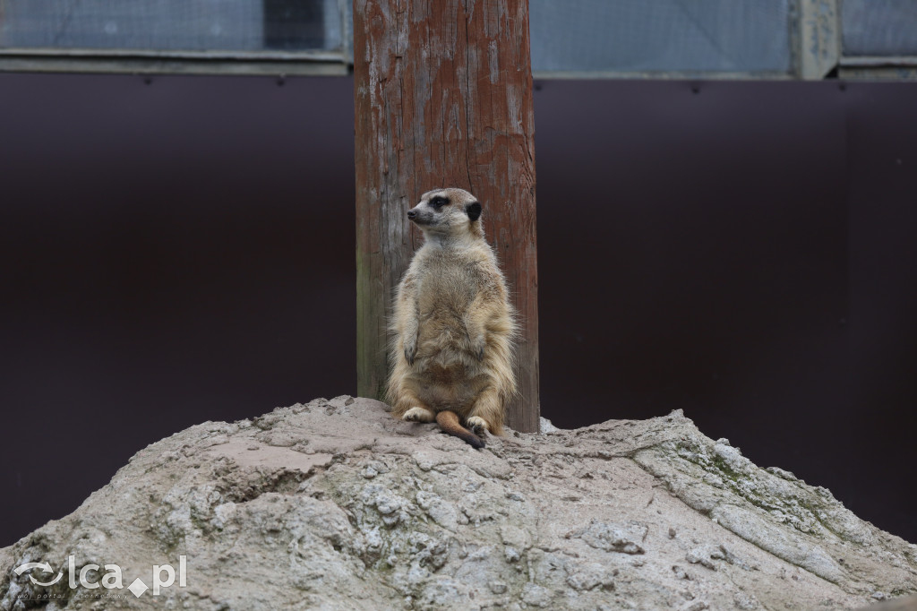 ZOO Łączna – niezwykły świat zwierząt w obiektywie