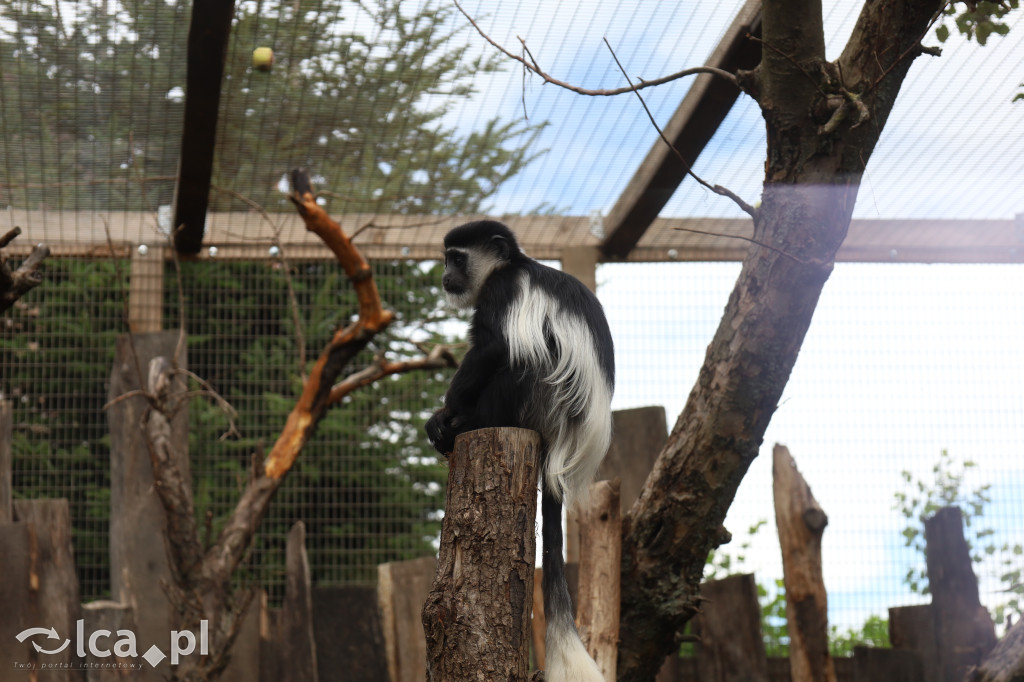 ZOO Łączna – niezwykły świat zwierząt w obiektywie