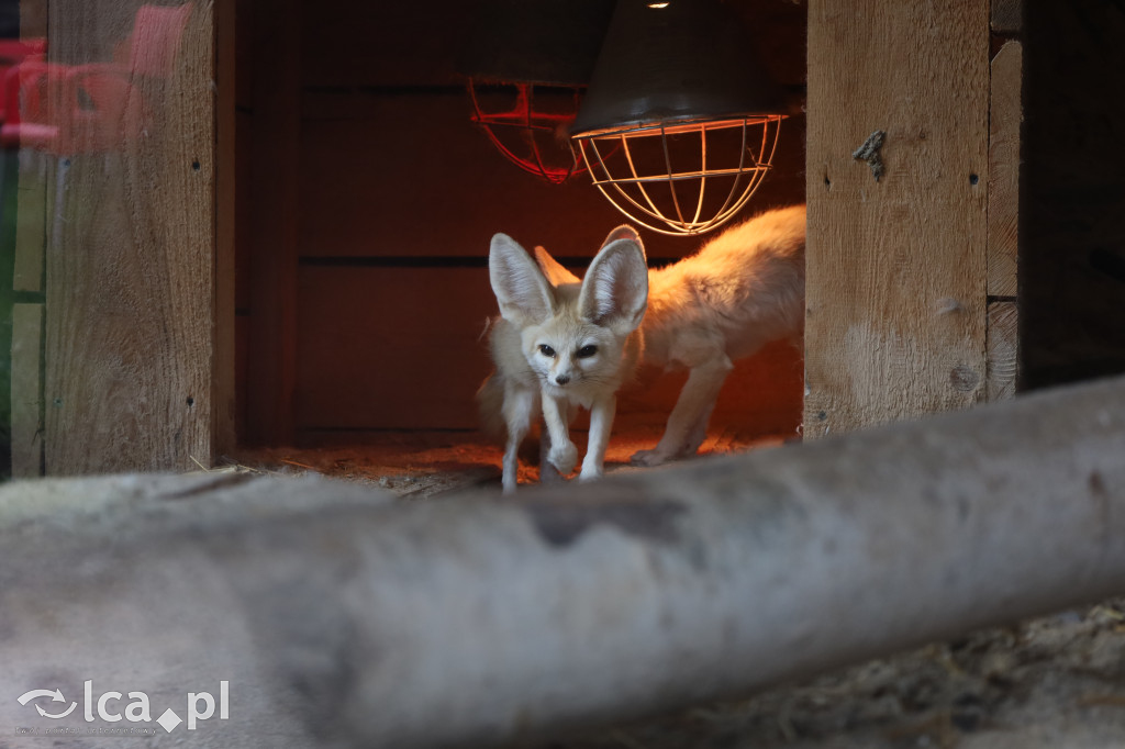 ZOO Łączna – niezwykły świat zwierząt w obiektywie