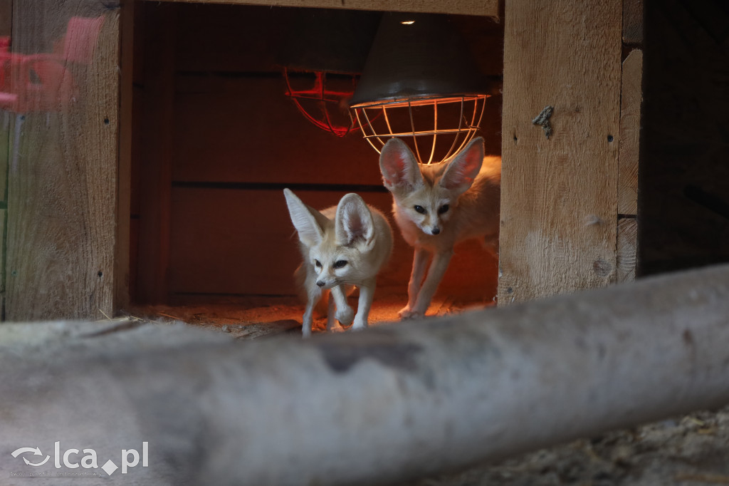 ZOO Łączna – niezwykły świat zwierząt w obiektywie