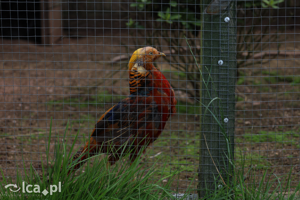 ZOO Łączna – niezwykły świat zwierząt w obiektywie