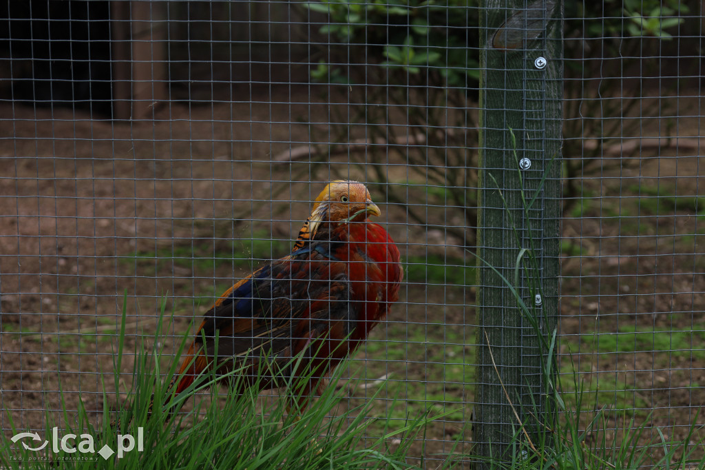 ZOO Łączna – niezwykły świat zwierząt w obiektywie