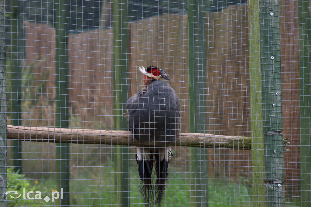 ZOO Łączna – niezwykły świat zwierząt w obiektywie