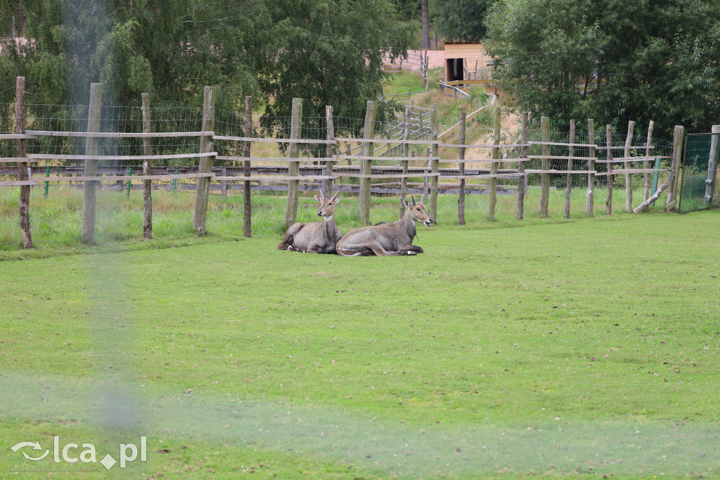 ZOO Łączna – niezwykły świat zwierząt w obiektywie