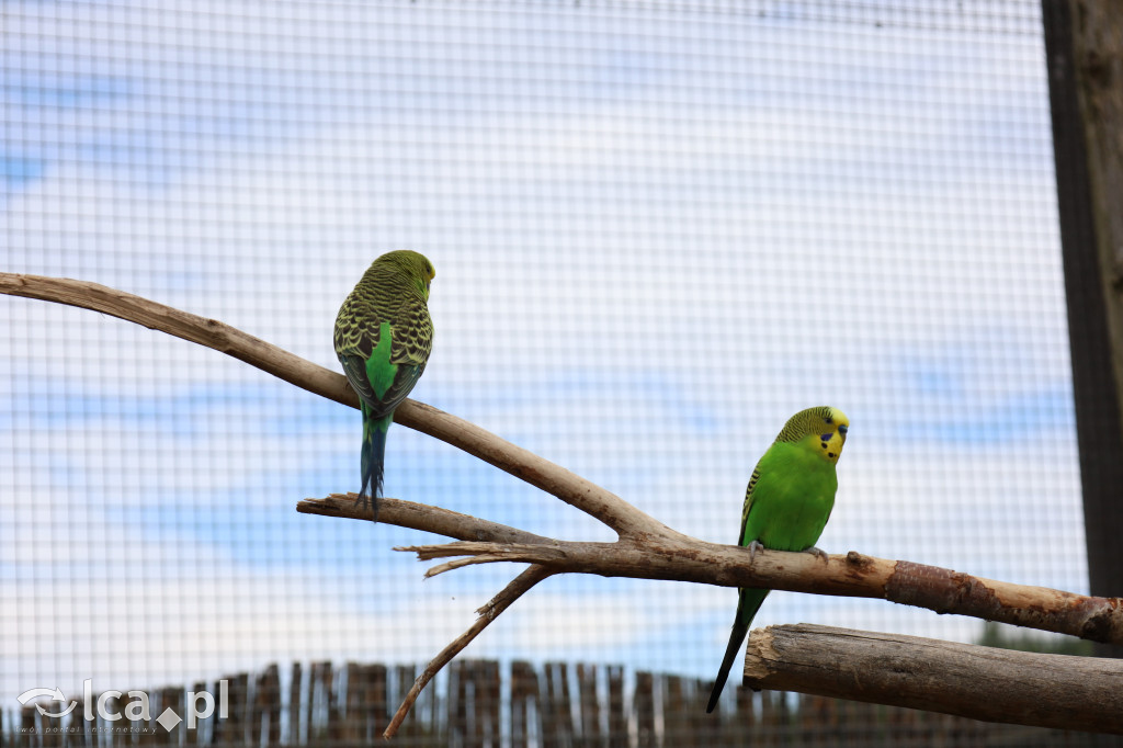 ZOO Łączna – niezwykły świat zwierząt w obiektywie