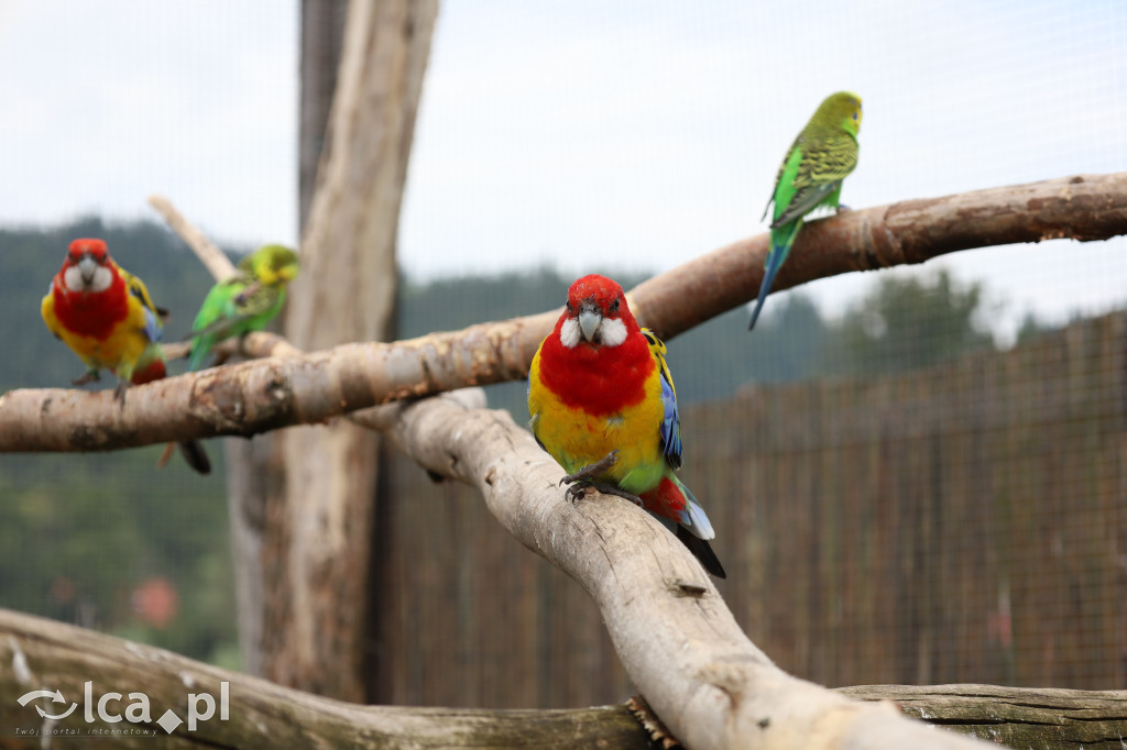 ZOO Łączna – niezwykły świat zwierząt w obiektywie