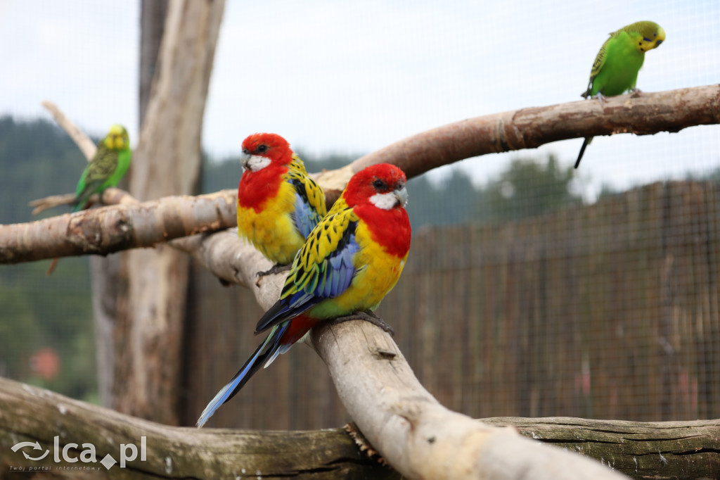 ZOO Łączna – niezwykły świat zwierząt w obiektywie