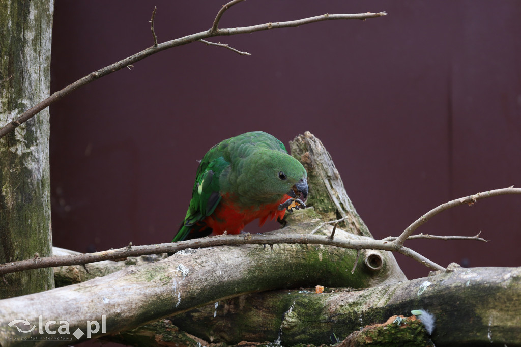 ZOO Łączna – niezwykły świat zwierząt w obiektywie