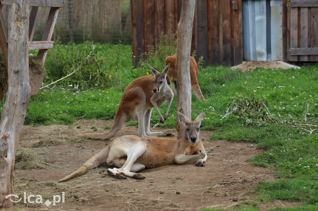 ZOO Łączna – niezwykły świat zwierząt w obiektywie