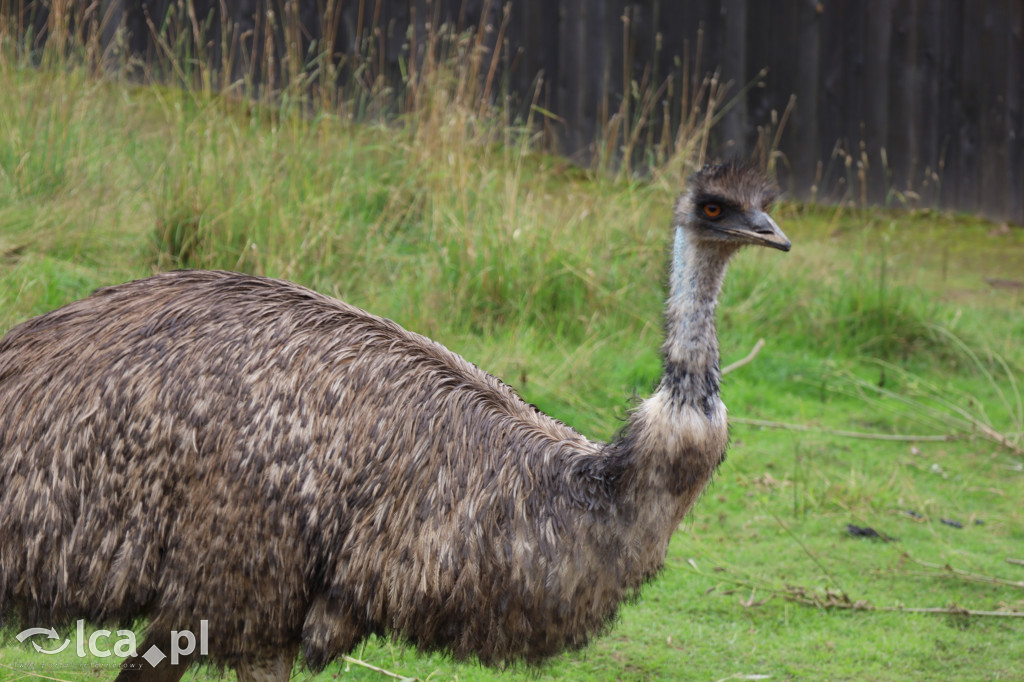 ZOO Łączna – niezwykły świat zwierząt w obiektywie