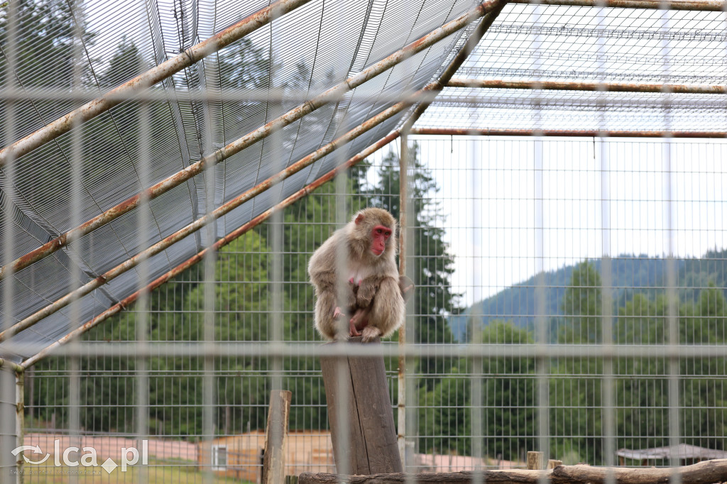 ZOO Łączna – niezwykły świat zwierząt w obiektywie
