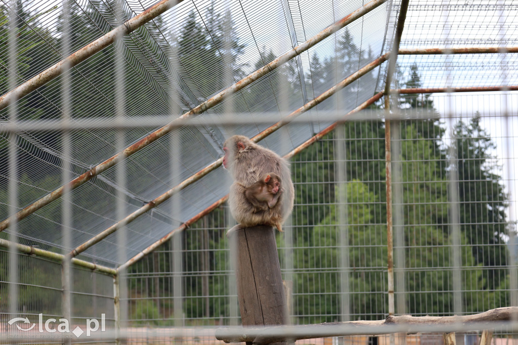 ZOO Łączna – niezwykły świat zwierząt w obiektywie