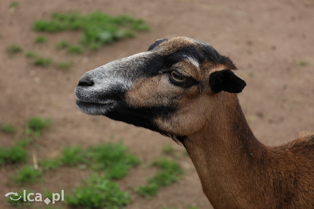 ZOO Łączna – niezwykły świat zwierząt w obiektywie