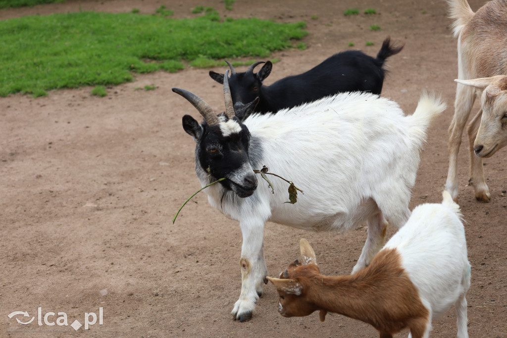 ZOO Łączna – niezwykły świat zwierząt w obiektywie