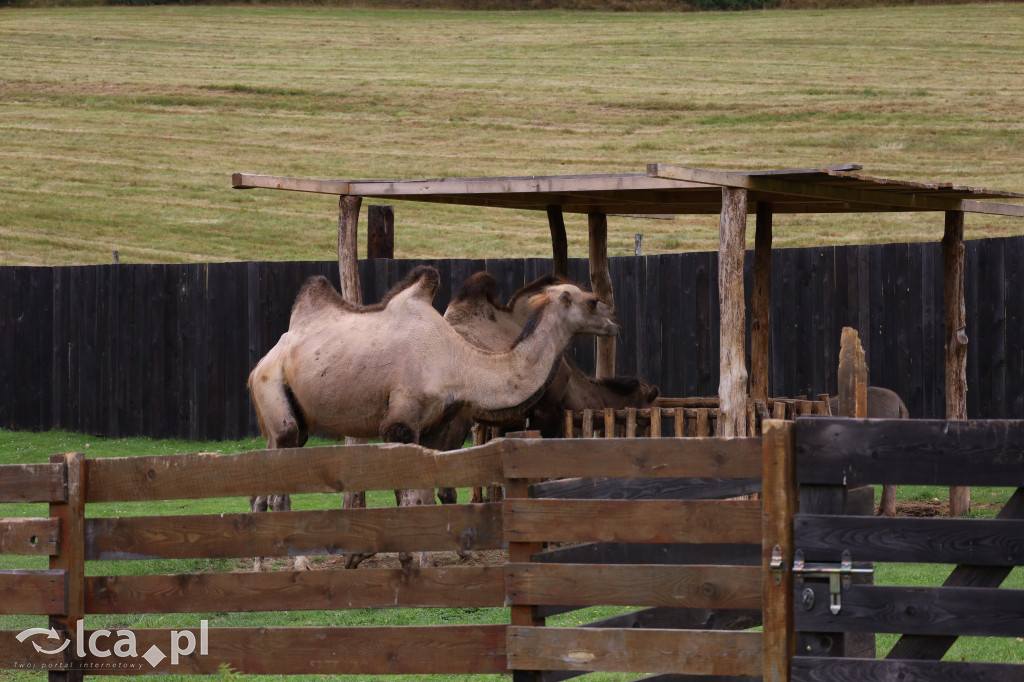 ZOO Łączna – niezwykły świat zwierząt w obiektywie