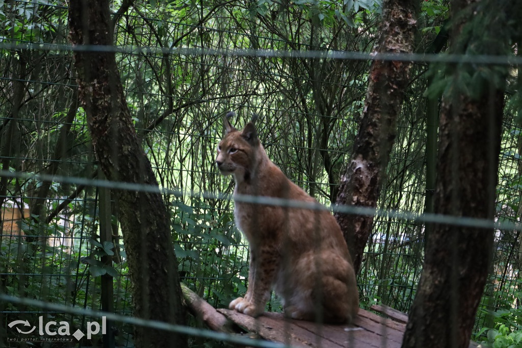 ZOO Łączna – niezwykły świat zwierząt w obiektywie