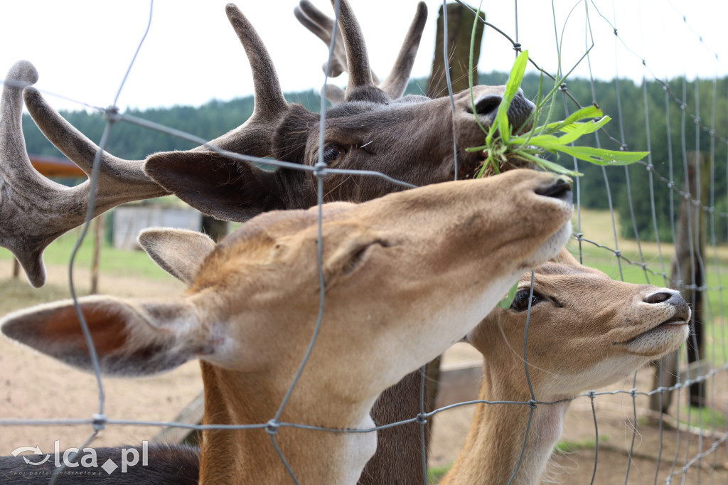 ZOO Łączna – niezwykły świat zwierząt w obiektywie