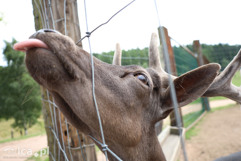 ZOO Łączna – niezwykły świat zwierząt w obiektywie
