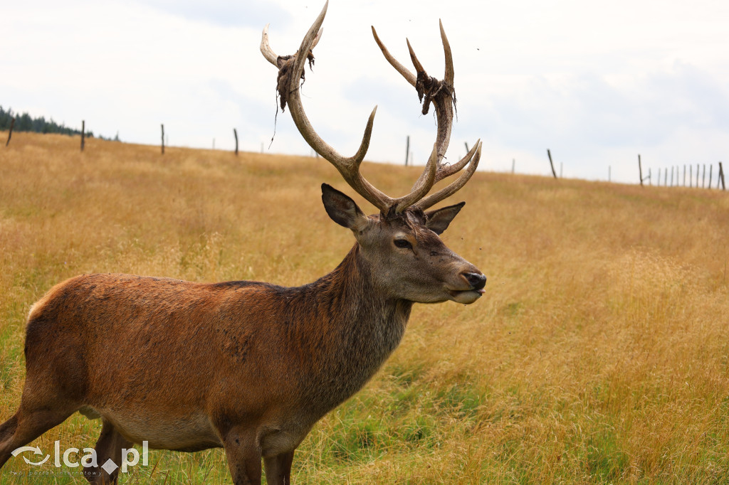 ZOO Łączna – niezwykły świat zwierząt w obiektywie