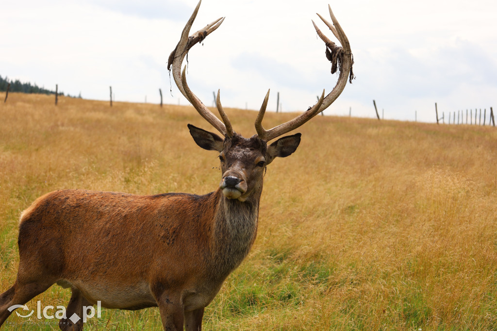 ZOO Łączna – niezwykły świat zwierząt w obiektywie