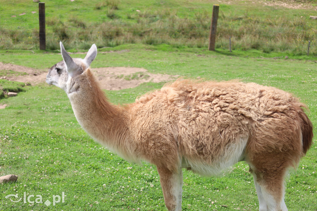 ZOO Łączna – niezwykły świat zwierząt w obiektywie