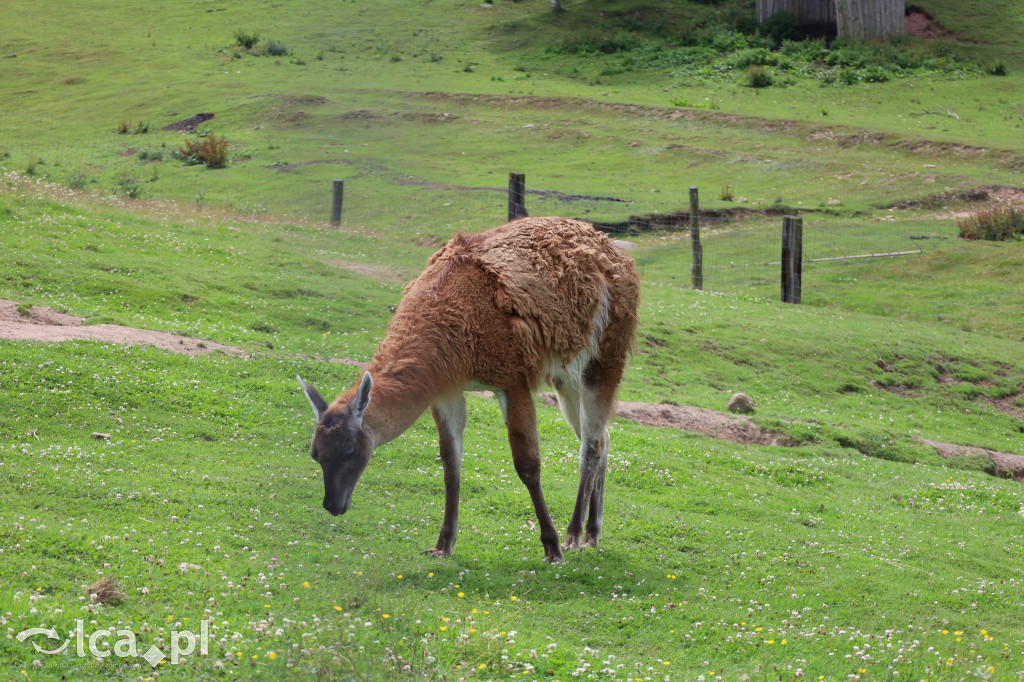ZOO Łączna – niezwykły świat zwierząt w obiektywie