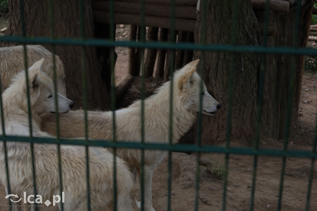 ZOO Łączna – niezwykły świat zwierząt w obiektywie