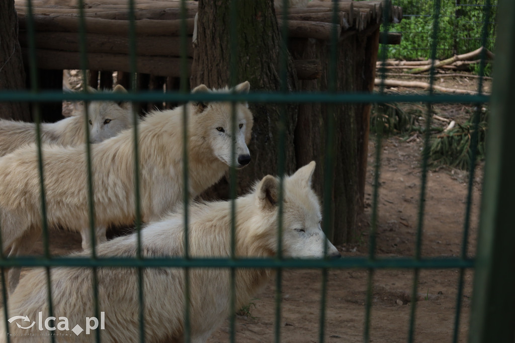 ZOO Łączna – niezwykły świat zwierząt w obiektywie