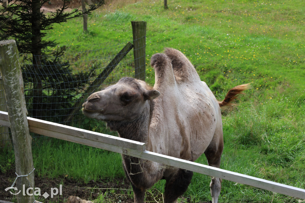 ZOO Łączna – niezwykły świat zwierząt w obiektywie