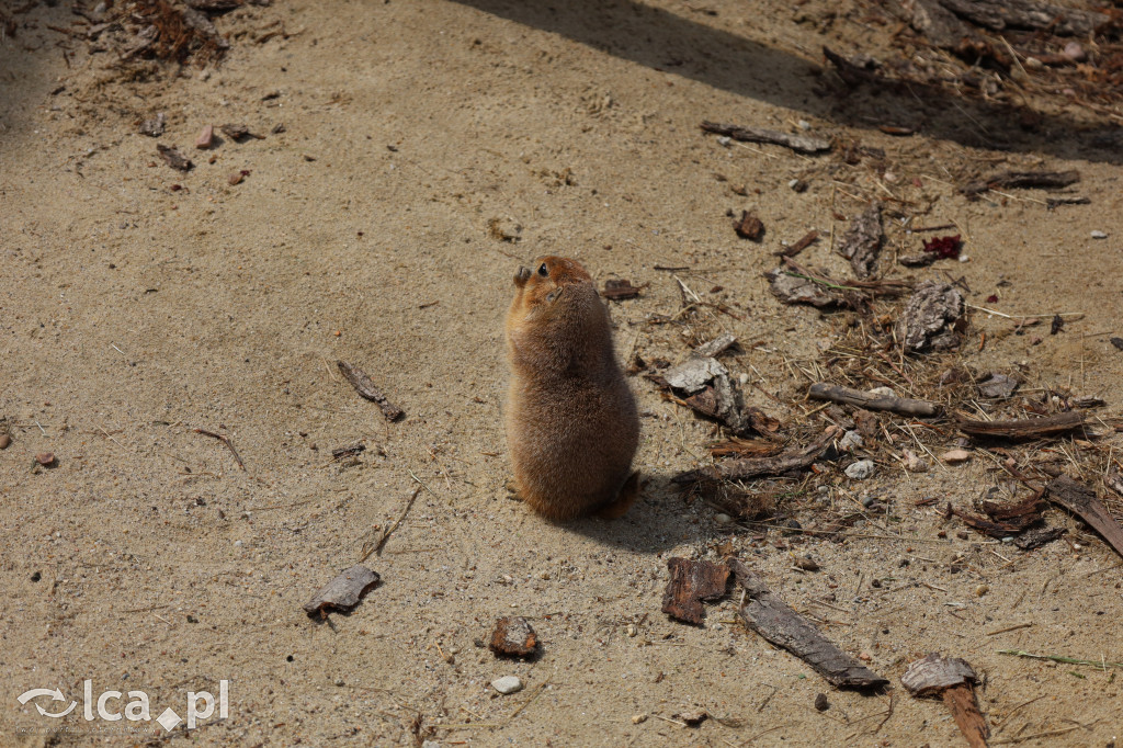 ZOO Łączna – niezwykły świat zwierząt w obiektywie