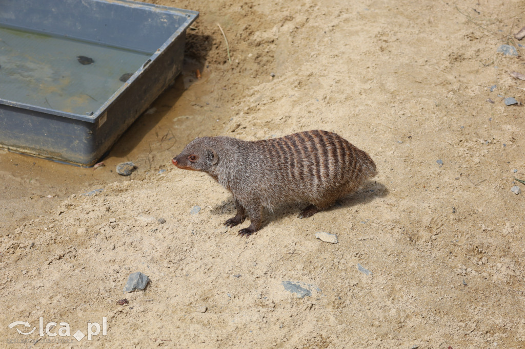 ZOO Łączna – niezwykły świat zwierząt w obiektywie