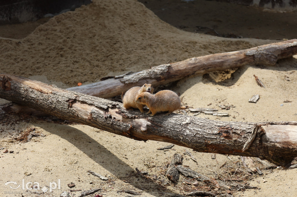 ZOO Łączna – niezwykły świat zwierząt w obiektywie