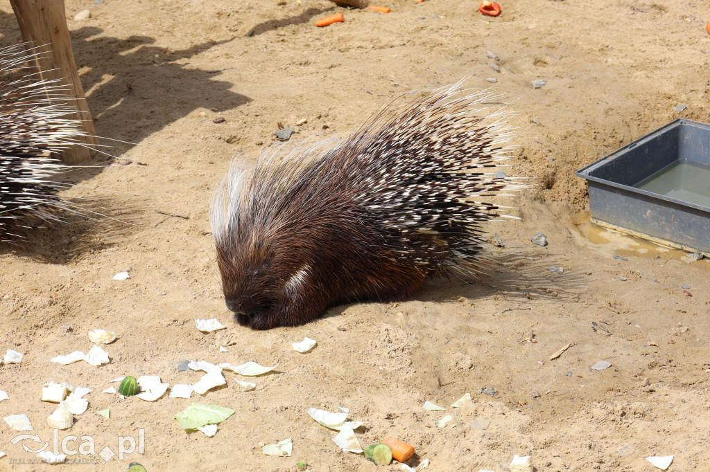 ZOO Łączna – niezwykły świat zwierząt w obiektywie