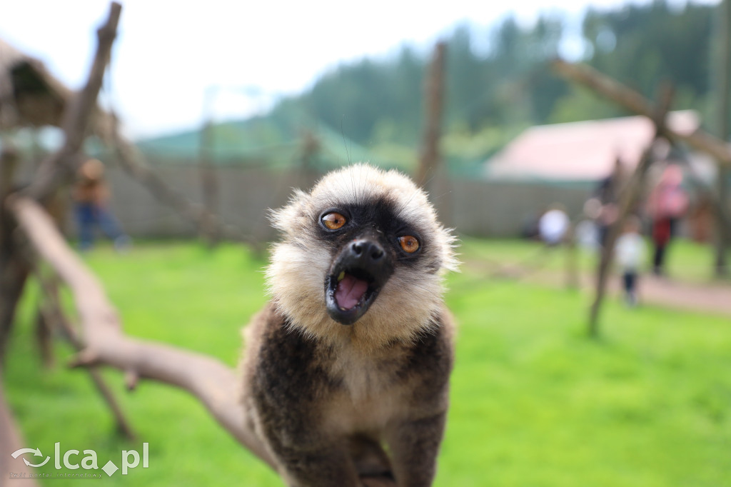 ZOO Łączna – niezwykły świat zwierząt w obiektywie
