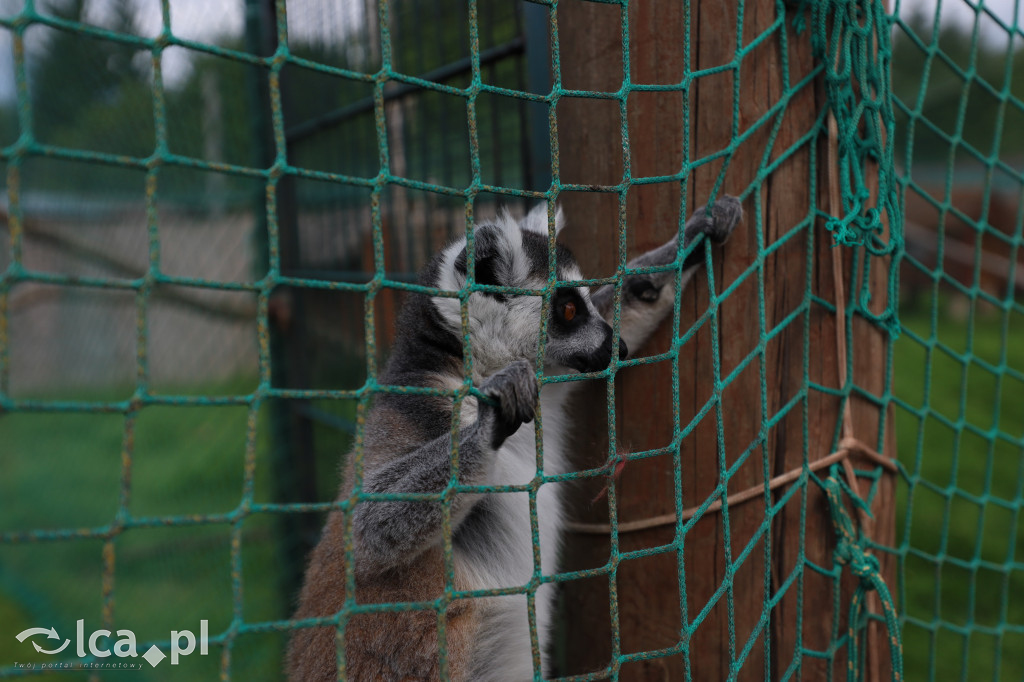 ZOO Łączna – niezwykły świat zwierząt w obiektywie