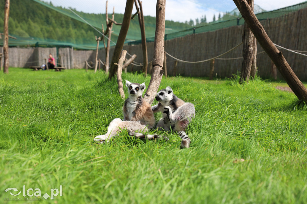 ZOO Łączna – niezwykły świat zwierząt w obiektywie